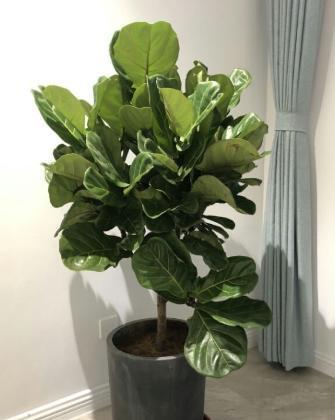 5. 耐寒植物推荐：雪莲花、 铁筷子、金桔树