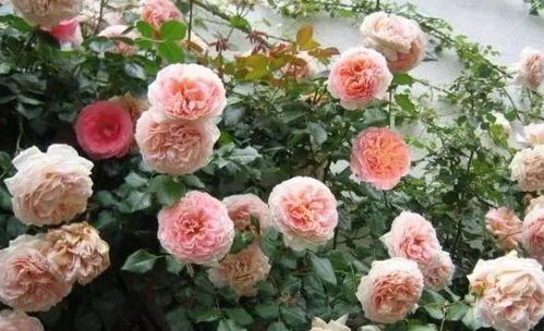 红花的秘密， 康帕内拉月季的独门绝技