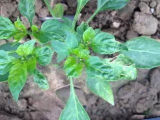 叶瘟发生严重地块要集中防治