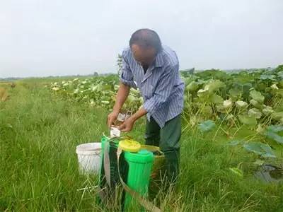 荞麦品种繁多，以适应不同土壤和气候条件