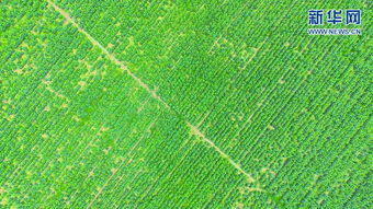 向日葵的蓬勃信念