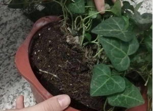 夏季与冬季的施肥策略