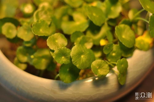 养什么植物最好？这几种便宜又好养