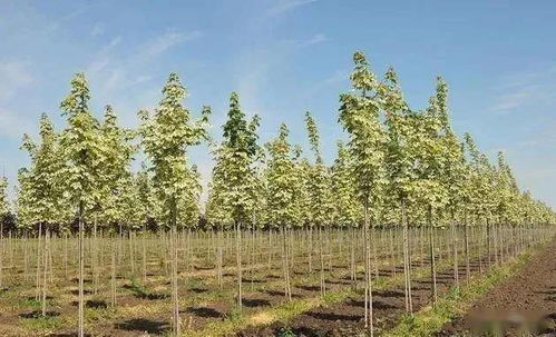 春秋季的“小忙”：温度适宜， 生长旺盛