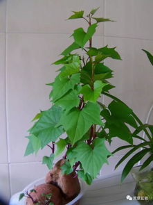 番薯盆栽发芽：土壤的秘密武器