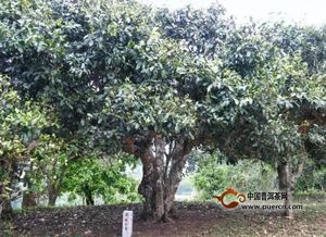 茶树生长极限：揭秘茶树最高高度！