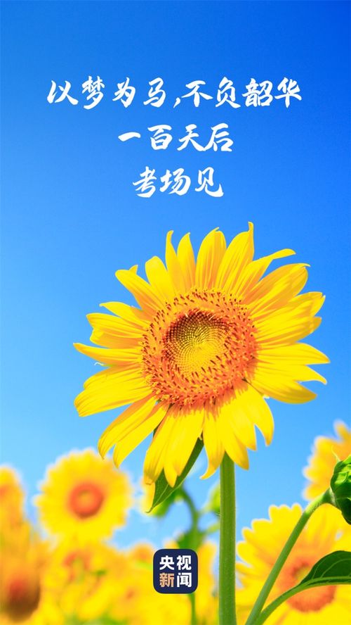 青春如菊，绽放无悔，菊韵青春，无悔绽放
