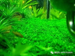 湖里种草，水质变好？来听听这些“土”经验！