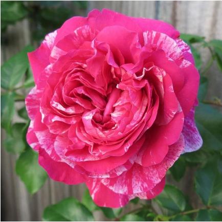 庭院变花园，就靠这19个藤本月季！