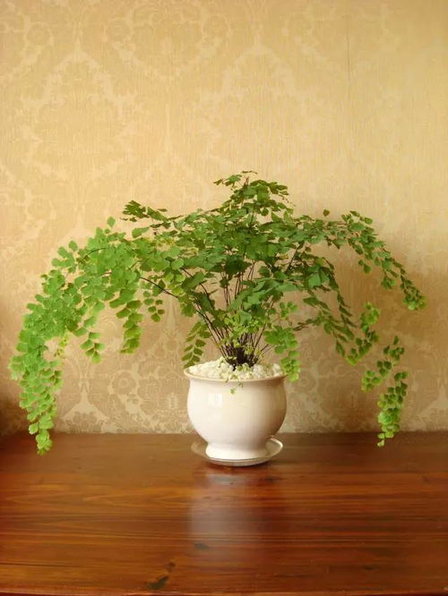 湖南适合的喜阴植物：青苔、 蕨类等