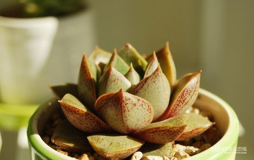 易养观叶植物养护指南
