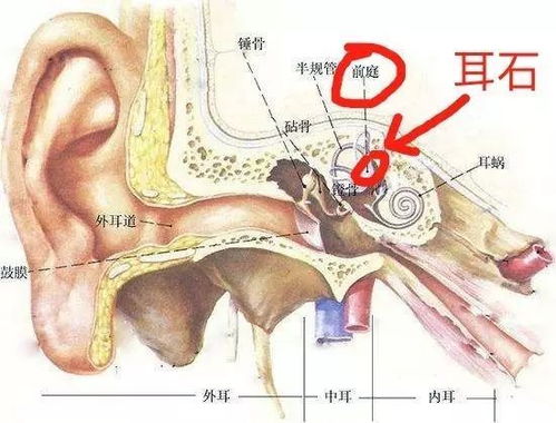 酶处理法和神经干扰