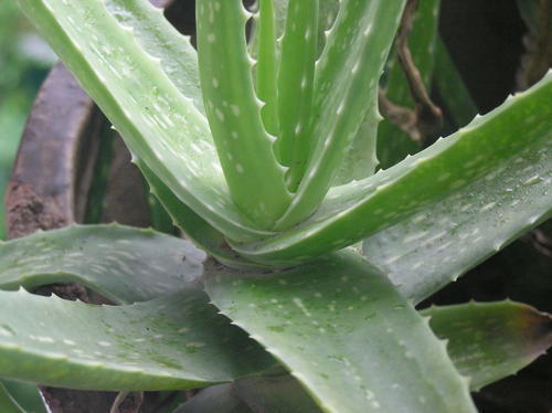 芦荟烂根别扔！无根种植方法看这里