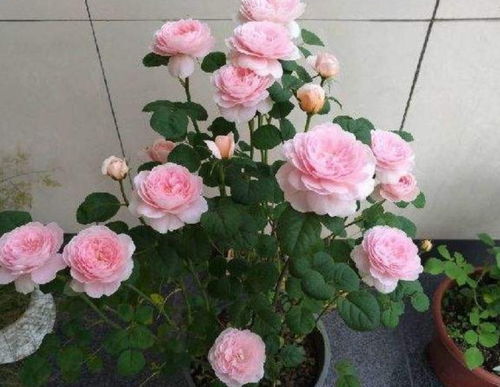 月季花修剪方法有哪些？何时进行修剪最合适