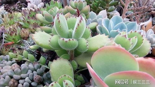 多肉植物养护，喷洒多菌灵有讲究哦呃！