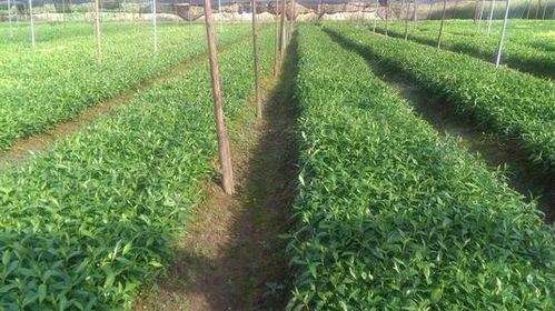 信宜茶油育苗技术：揭秘高效种植秘诀