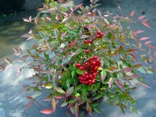 火焰南天竹：夏日炎炎，它陪你度