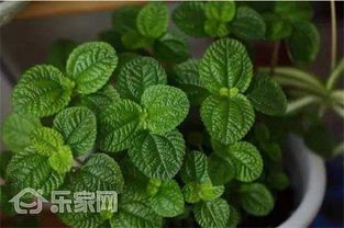 吸毒草：三小时内清除92.4%甲醛