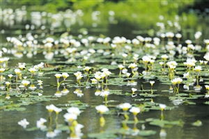 麒麟花的土壤选择与准备