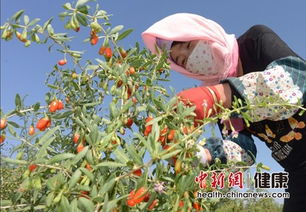 白掌适合种植在哪种土壤条件下才能保证其健康生长
