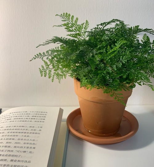 温度与光照的讲究