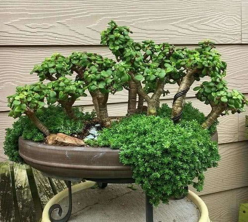 养玉树有哪些好处和潜在害处？