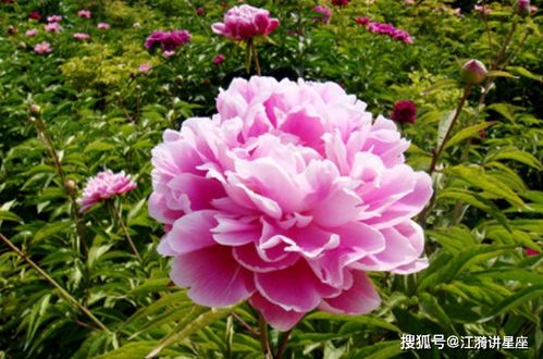 芍药花谢后的处理方法