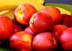 银杏树种植方法