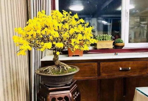 春天来啦，花儿开开开！