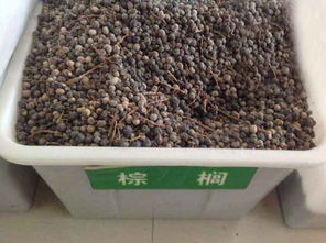 播种案例对比， 遮阳网也嫩助苗成长