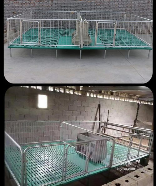 创新仔猪保育：高床网上保育栏