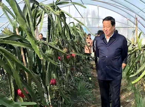 艾草成为振兴经济的金钥匙