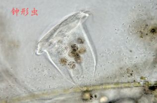 如何通过综合措施彻底消灭水产养殖中的纤毛虫，确保养殖环境稳定？
