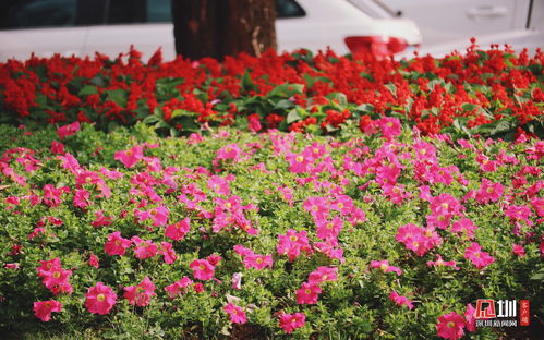 揭秘舞春花高效养殖秘籍：轻松掌握养护要领！