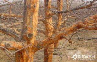 萍果树的四季变奏