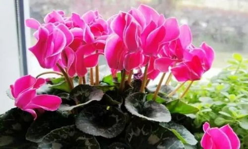 花与盆的搭配技巧，你真的懂吗？