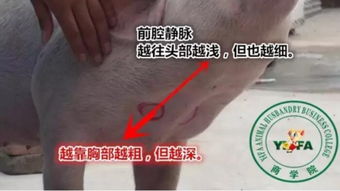 猪前腔静脉采血技术，如何确保操作规范
