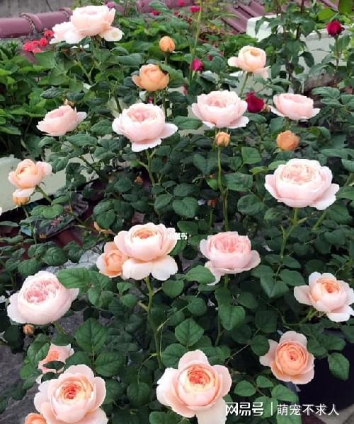 瑞典女王月季：柔和的嫩粉色花朵
