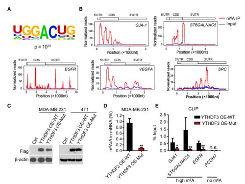 它们的比例：就像调和好的音符