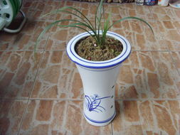 无底盘花盆的应对策略