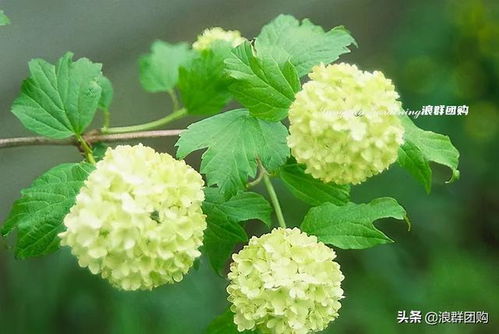 我家玫瑰的小秘密