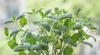 植物保护的绿意深处的学术之门