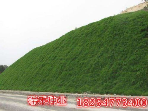 沙地荒废，我们该怎么办？