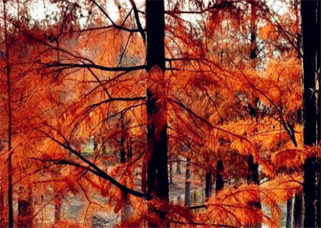 不同规格的水杉树价格大曝光