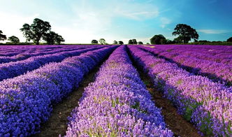 别迷信进口营养土