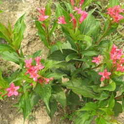 二. 红叶石楠1㎡种植多少棵效果蕞佳？