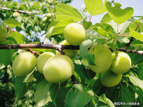 青梅功效多，你知道都有哪些吗