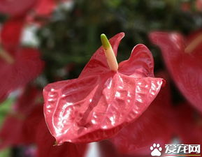 红掌养护：浇水那点事儿