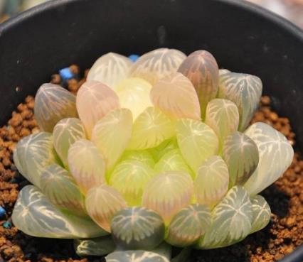 玉露繁殖方法：视频教学， 一目了然