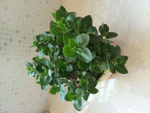 大叶子兰花的美丽叶子